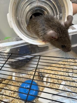 Enlarge Kansas, a Adoptable Mouse in Seattle, WA image 1/2