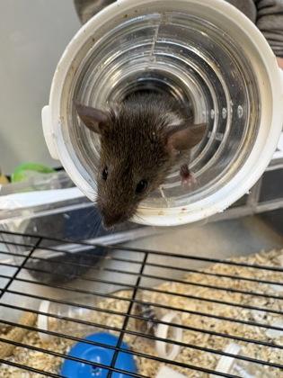 Enlarge Kansas, a Adoptable Mouse in Seattle, WA image 2/2