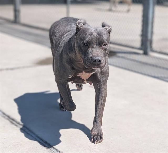 HYDRA, Adoptable, Adult Female Pit Bull Terrier.