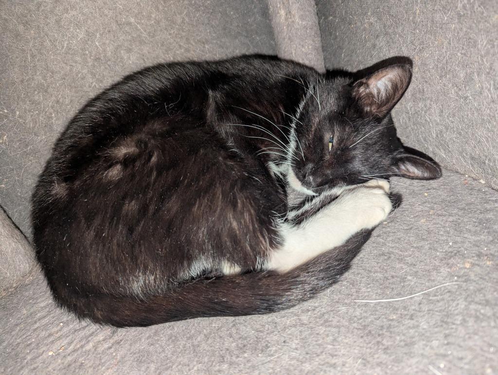 Cam, Adoptable, Young Female Domestic Short Hair.