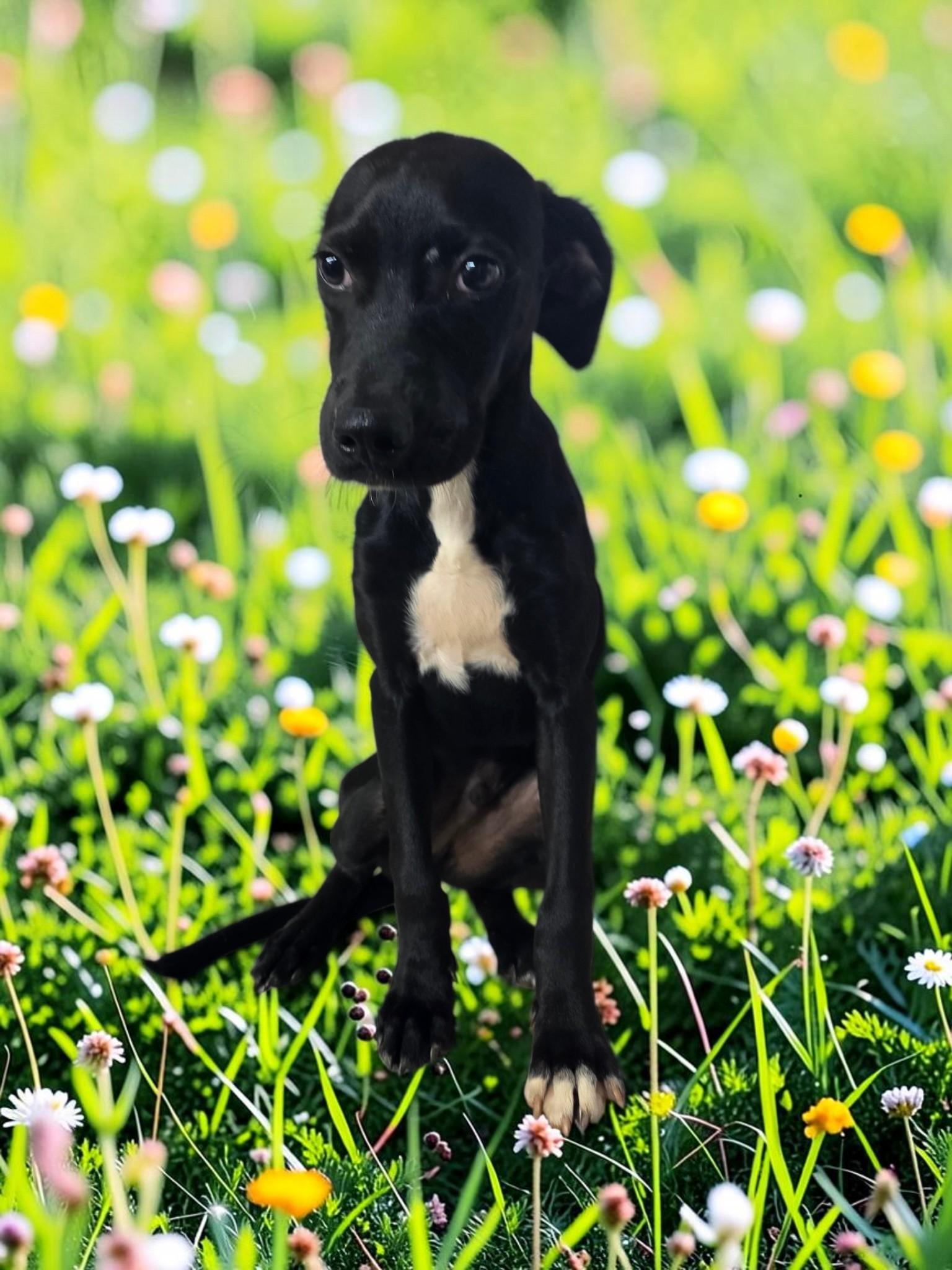 Enlarge Sprout, a Adoptable mixed breed in Dallas, GA image 1/4