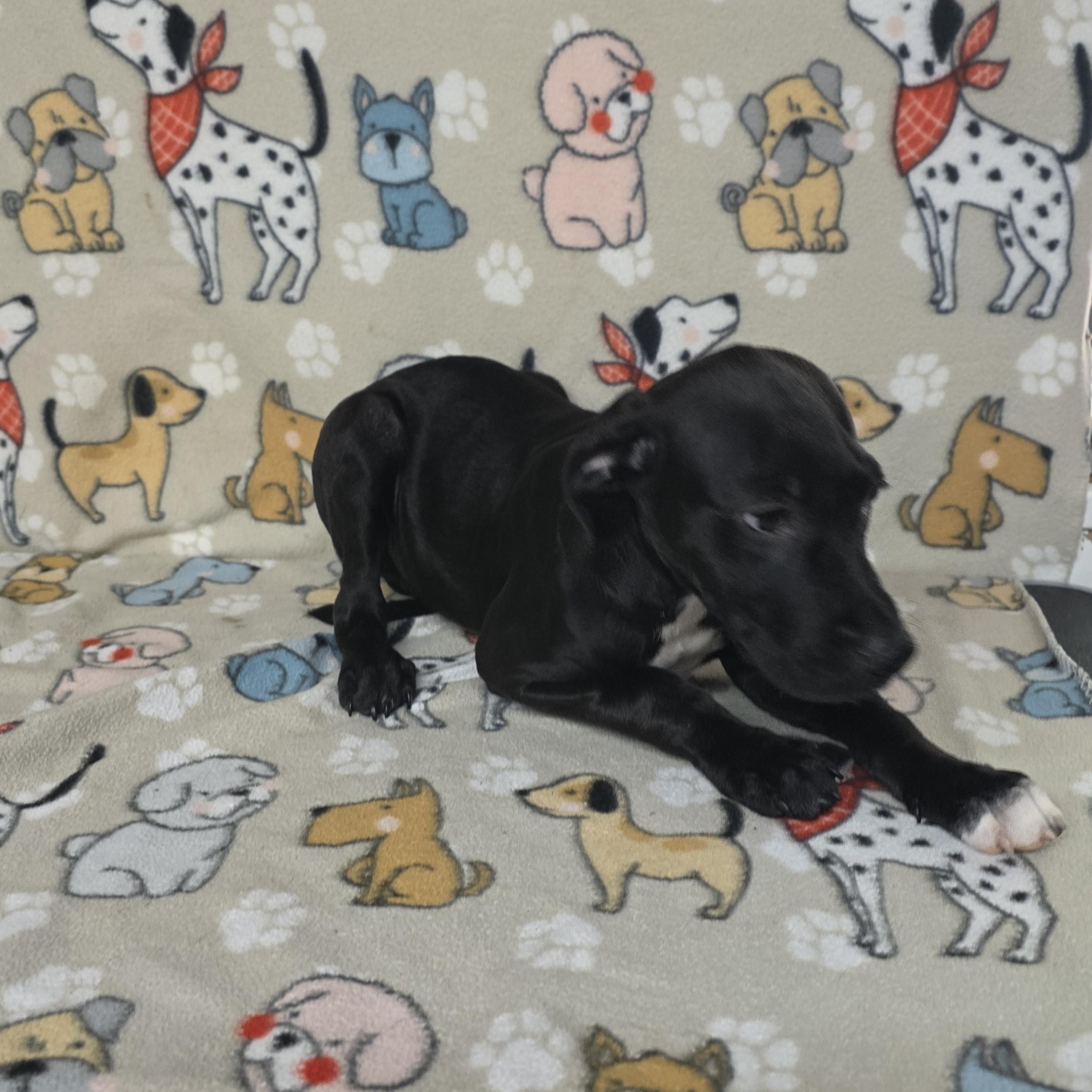 Sprout, a ADOPTABLE mixed breed in Dallas, GA image 2/4