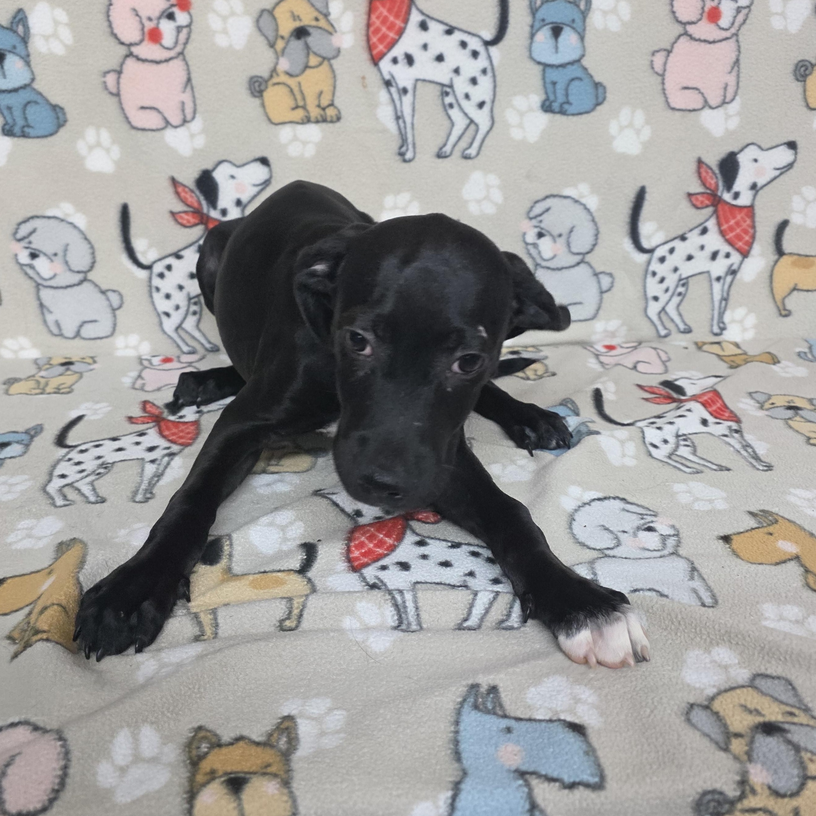 Sprout, a ADOPTABLE mixed breed in Dallas, GA image 3/4