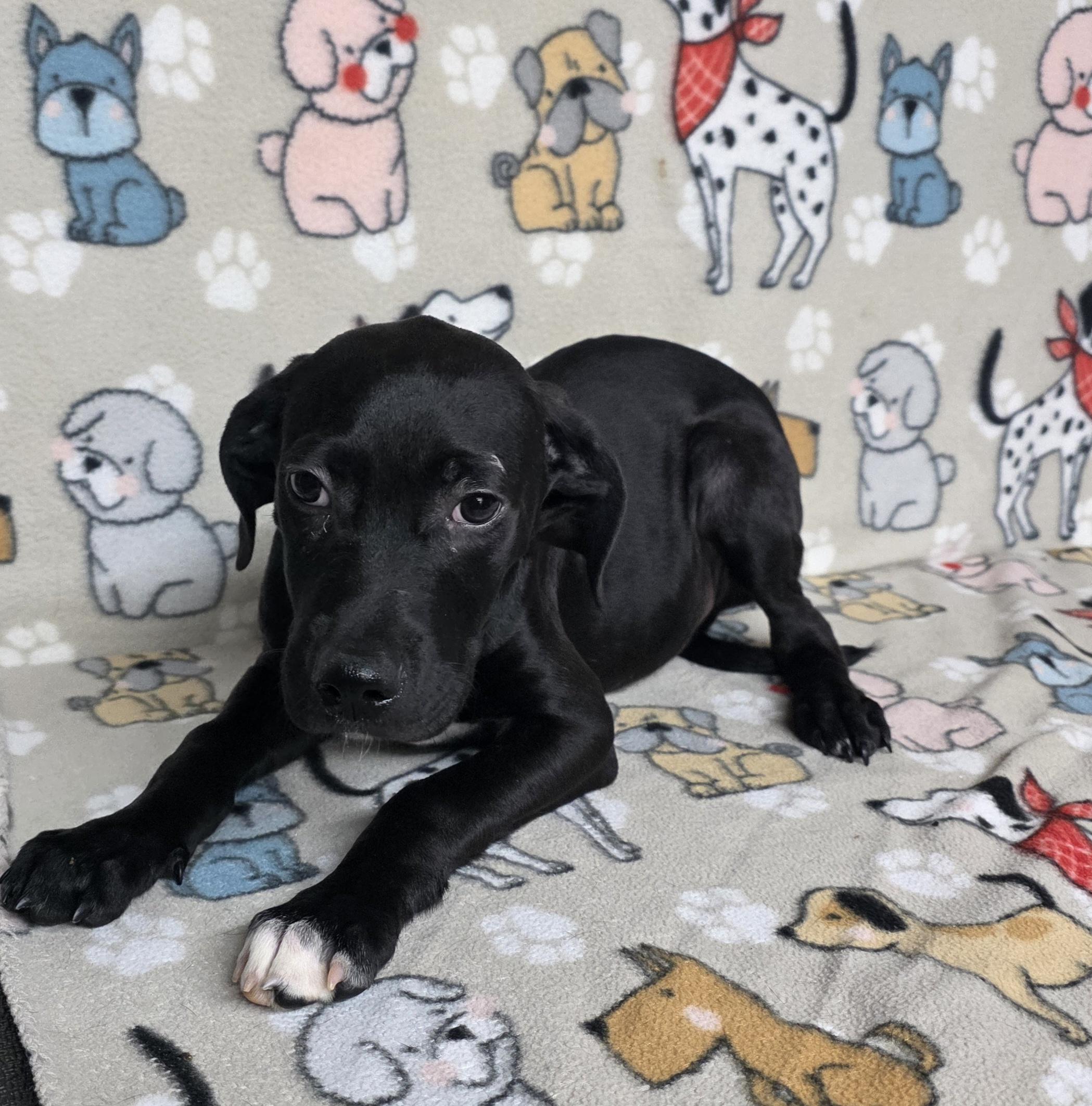 Sprout, a ADOPTABLE mixed breed in Dallas, GA image 1/4