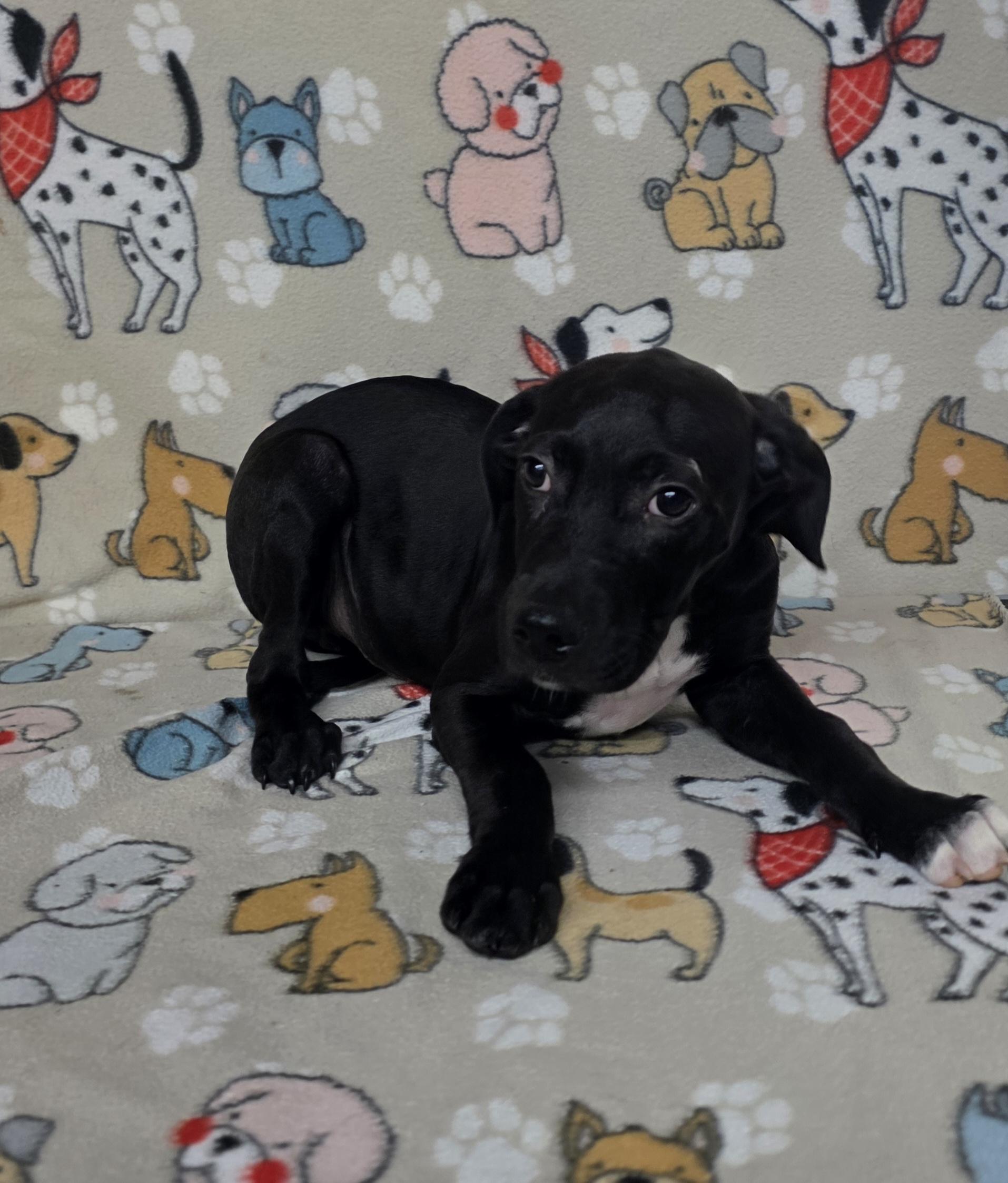 Sprout, a ADOPTABLE mixed breed in Dallas, GA image 4/4