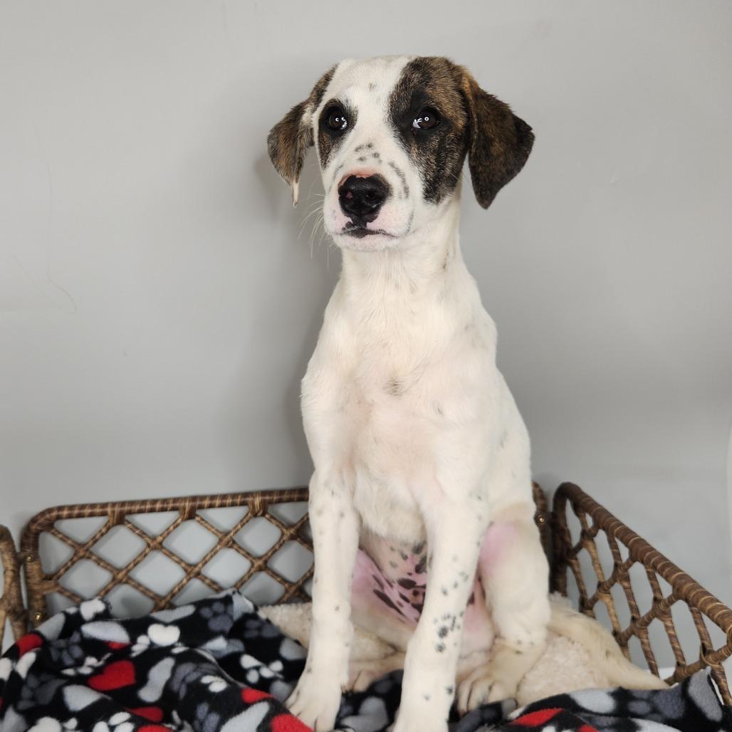 Enlarge Genji, a Adoptable mixed breed in Fort Wayne, IN image 1/1