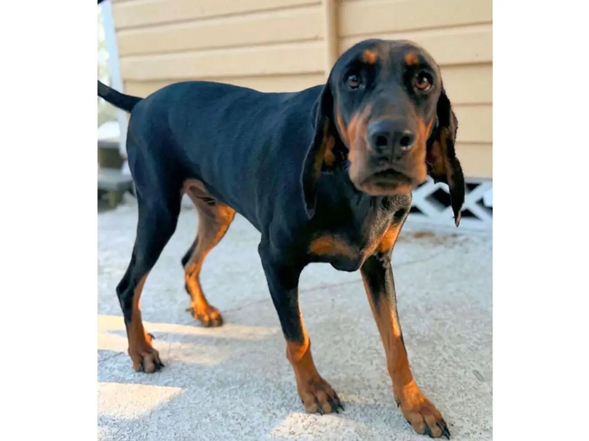 Please Help Otto (FL), adopted, Young Male Black and Tan Coonhound.