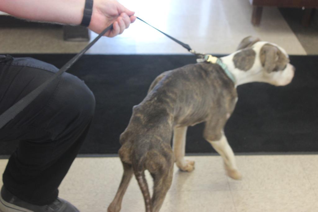 Hope, Adoptable, Young Female Terrier.
