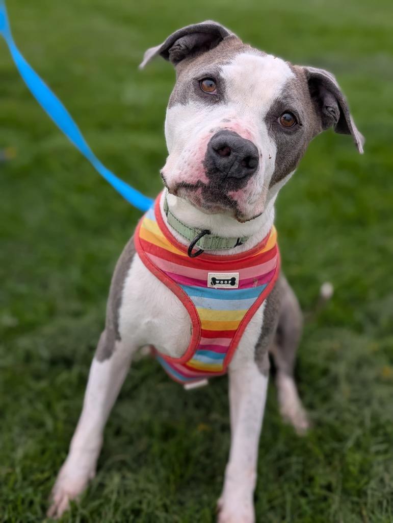 Hope, a Adoptable mixed breed in Defiance, OH image 2/6