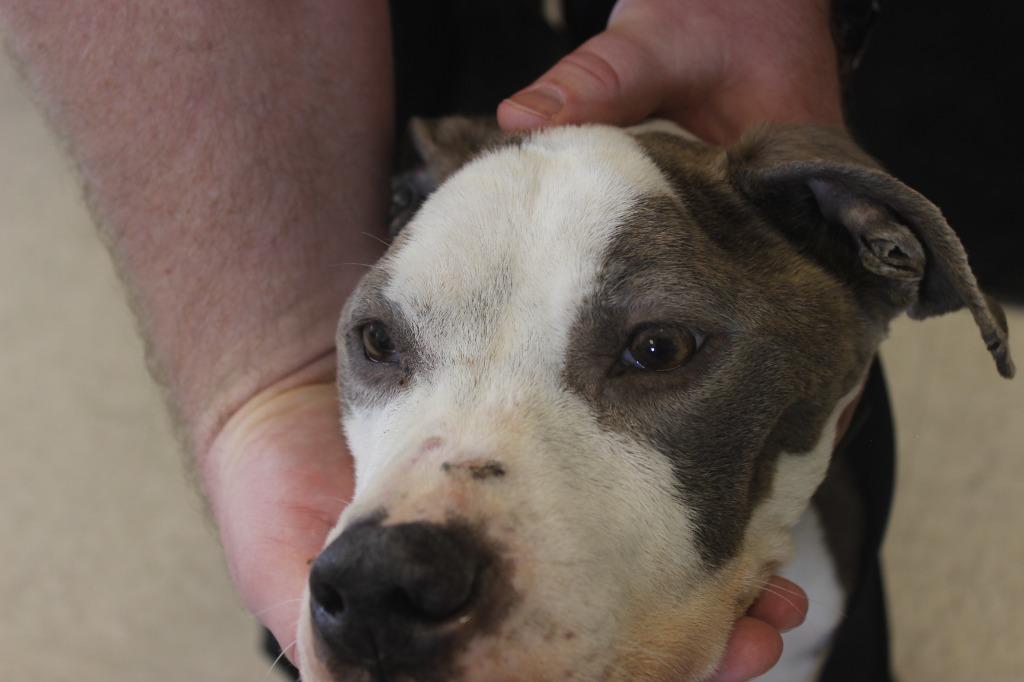 Hope, a Adoptable mixed breed in Defiance, OH image 3/6