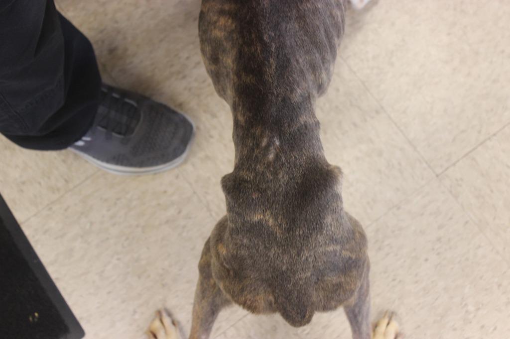 Hope, a Adoptable mixed breed in Defiance, OH image 4/6