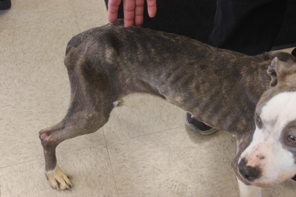 Hope, a Adoptable mixed breed in Defiance, OH image 5/6