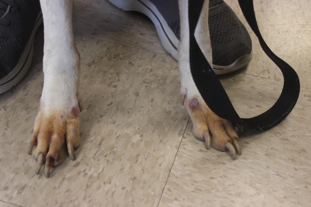 Hope, a Adoptable mixed breed in Defiance, OH image 6/6