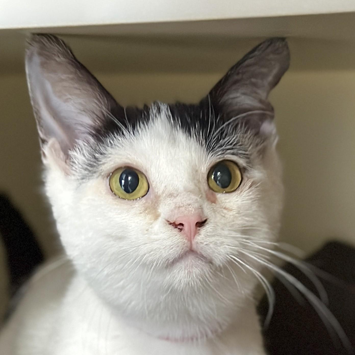 Enlarge Sugar, an adopted Domestic Short Hair in Victor, NY image 1/4