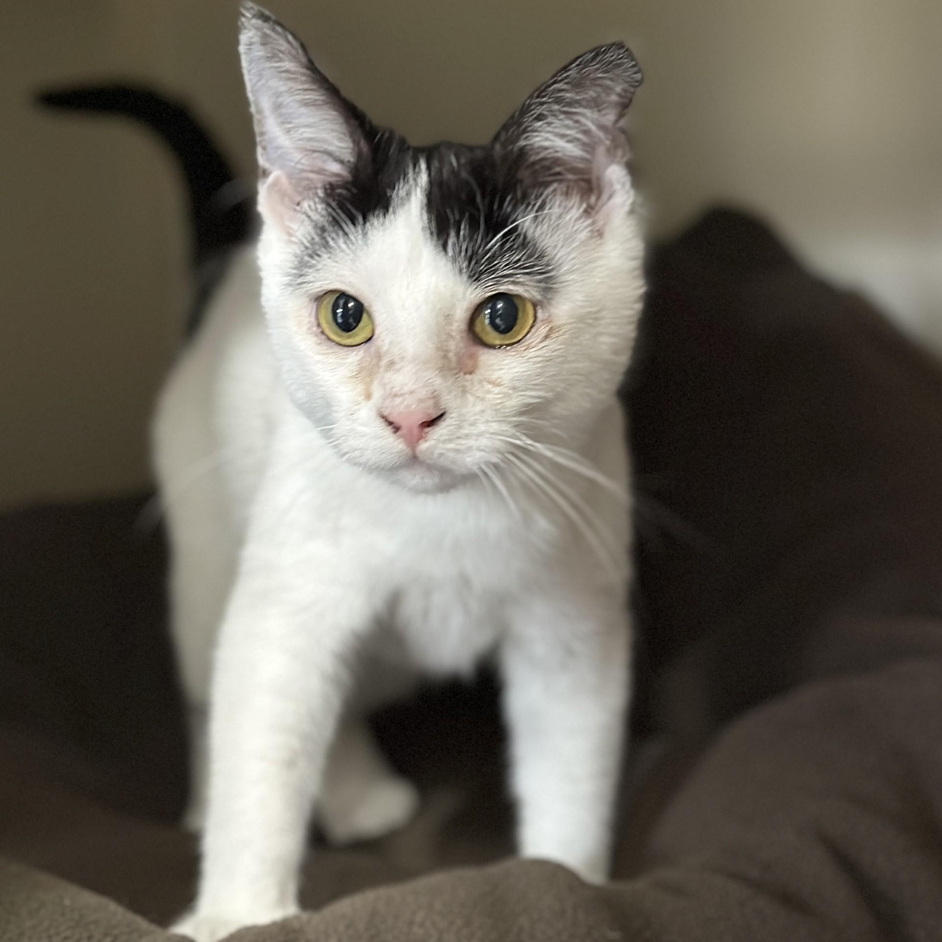 Enlarge Sugar, an adopted Domestic Short Hair in Victor, NY image 4/4