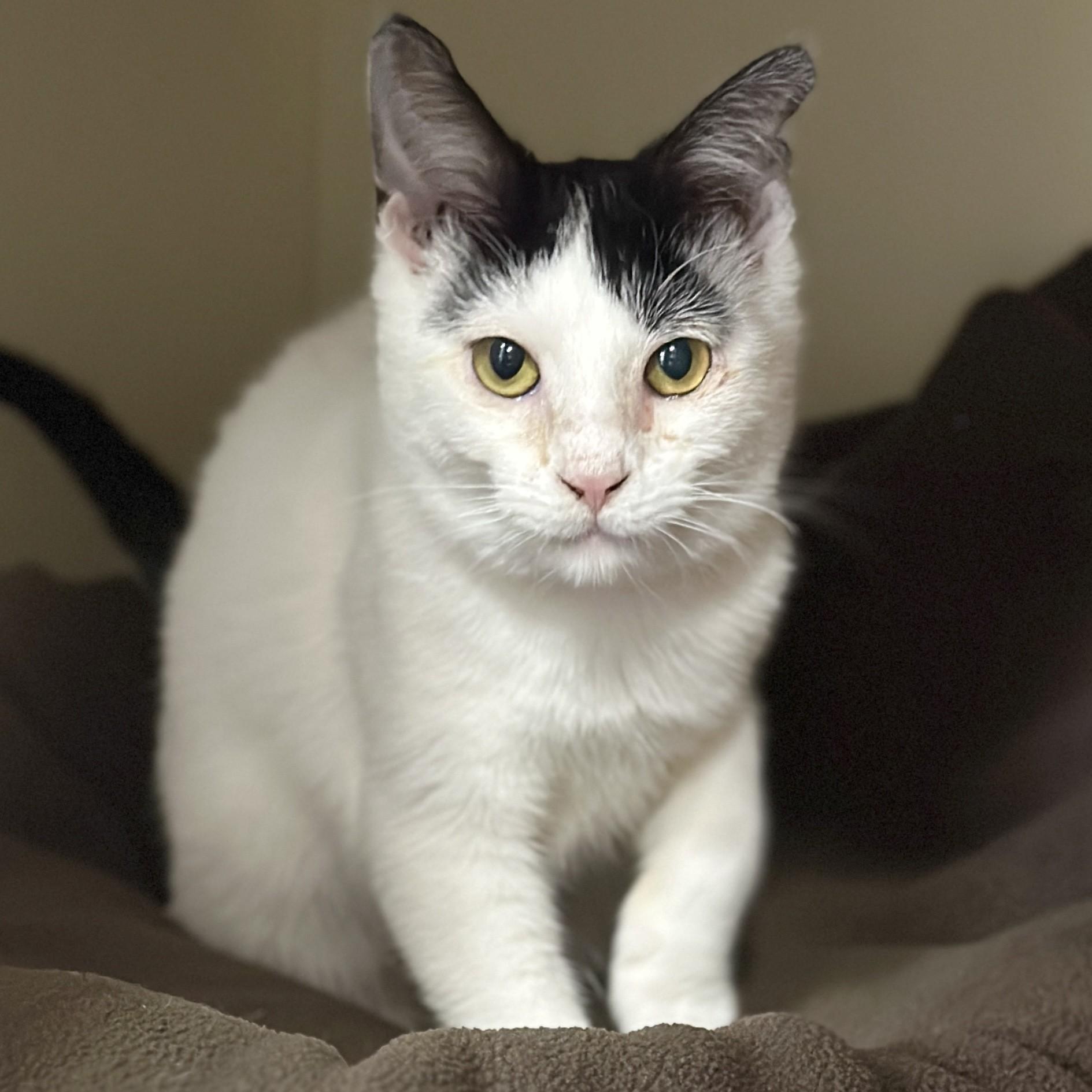 Enlarge Sugar, an adopted Domestic Short Hair in Victor, NY image 3/4