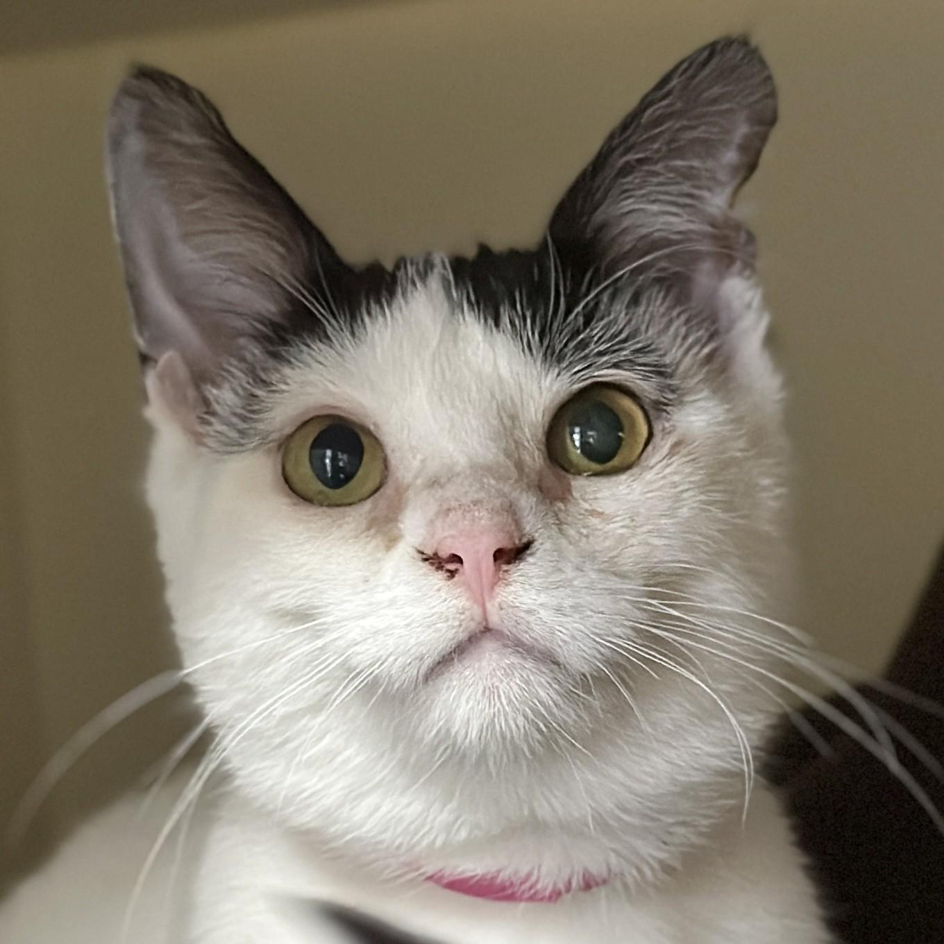 Enlarge Sugar, an adopted Domestic Short Hair in Victor, NY image 2/4