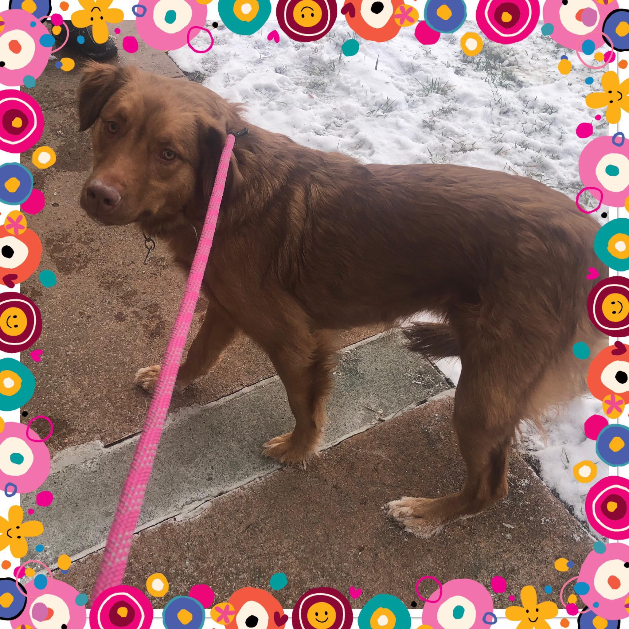 ROXANNE , ADOPTABLE, Adult Female Golden Retriever.