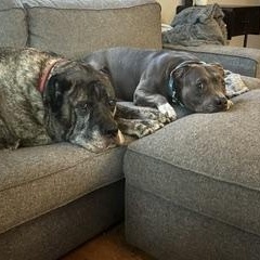 Isla, a ADOPTABLE Pit Bull Terrier in Westchester, IL image 4/6