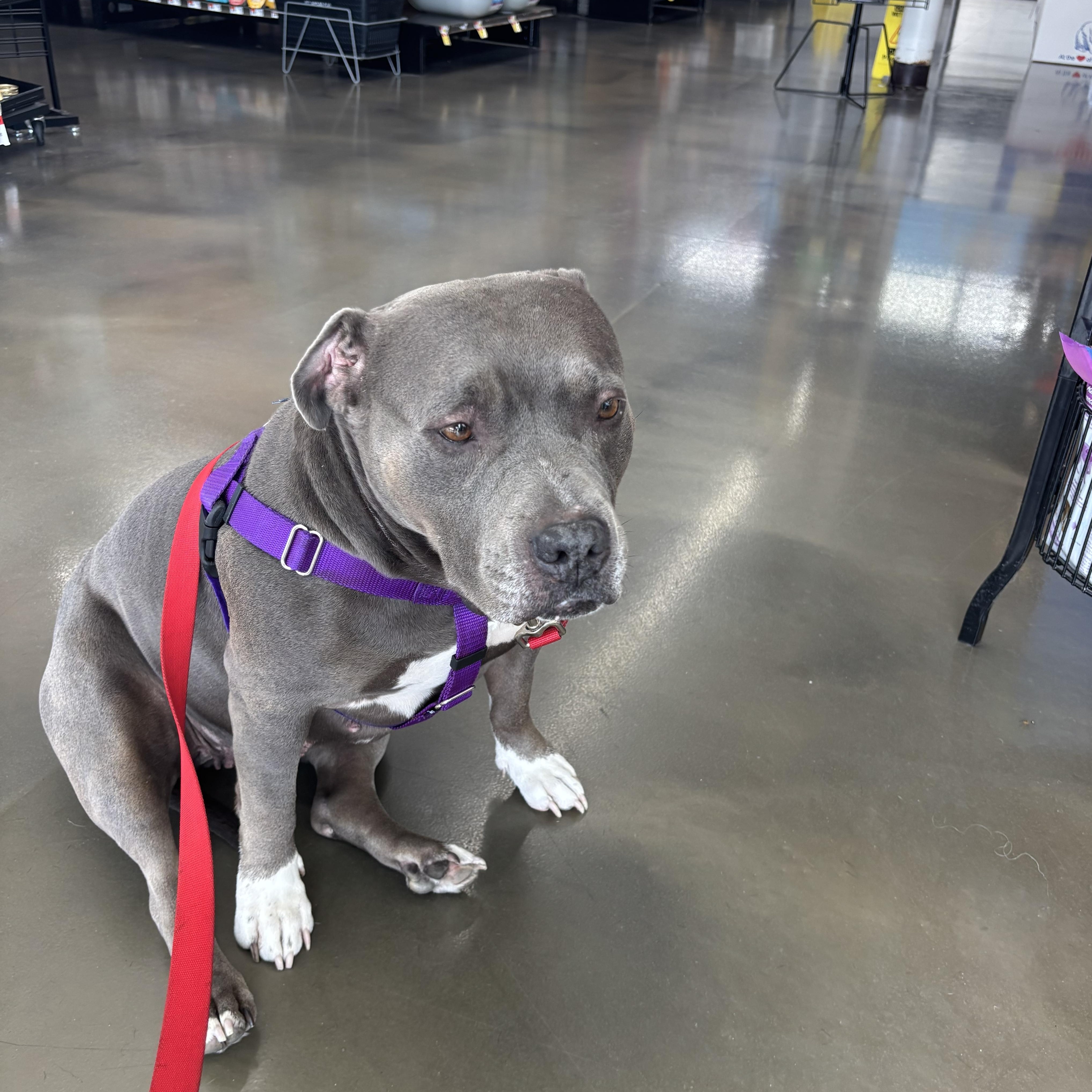 Isla, a ADOPTABLE Pit Bull Terrier in Westchester, IL image 6/6