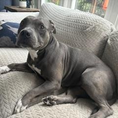 Isla, a ADOPTABLE Pit Bull Terrier in Westchester, IL image 3/6