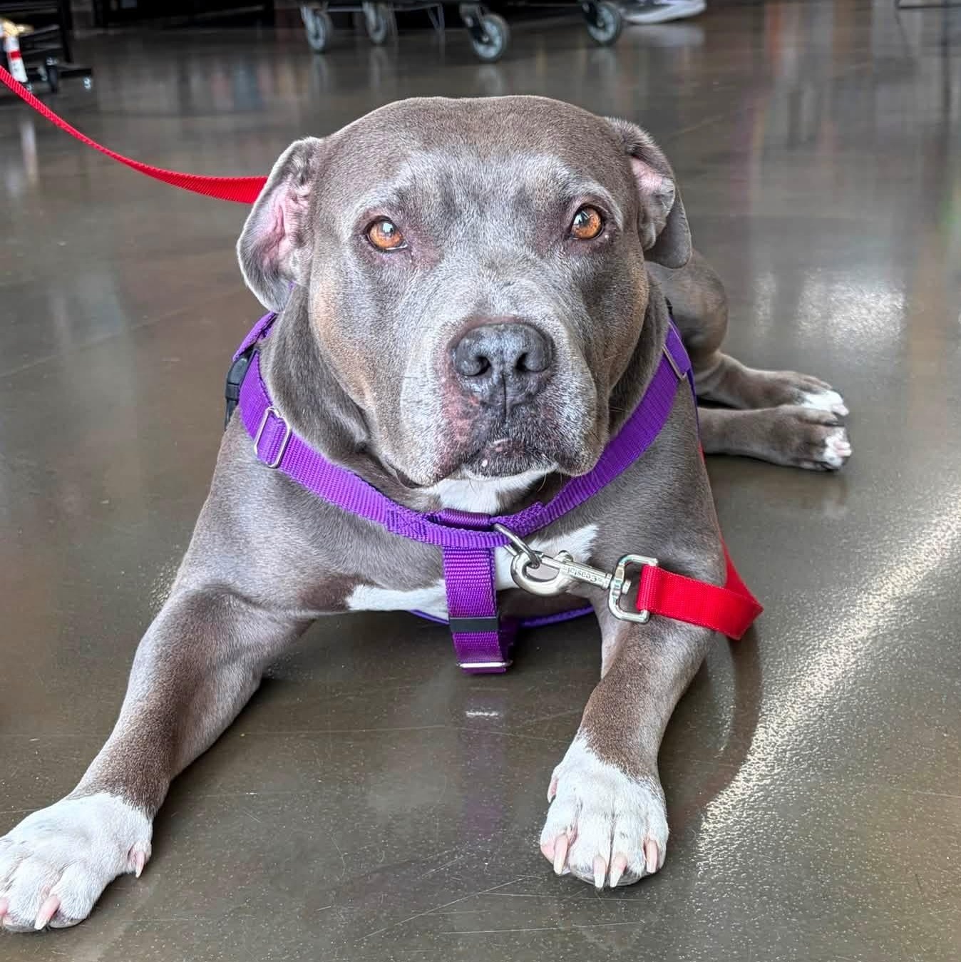 Isla, a ADOPTABLE Pit Bull Terrier in Westchester, IL image 2/6