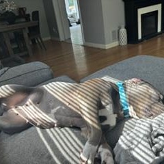 Isla, a ADOPTABLE Pit Bull Terrier in Westchester, IL image 5/6