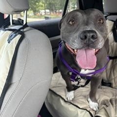 Isla, ADOPTABLE, Adult Female Pit Bull Terrier.