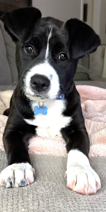 Jax, a Adoptable mixed breed in Valley Cottage, NY image 2/6