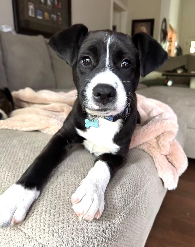Jax, a Adoptable mixed breed in Valley Cottage, NY image 4/6
