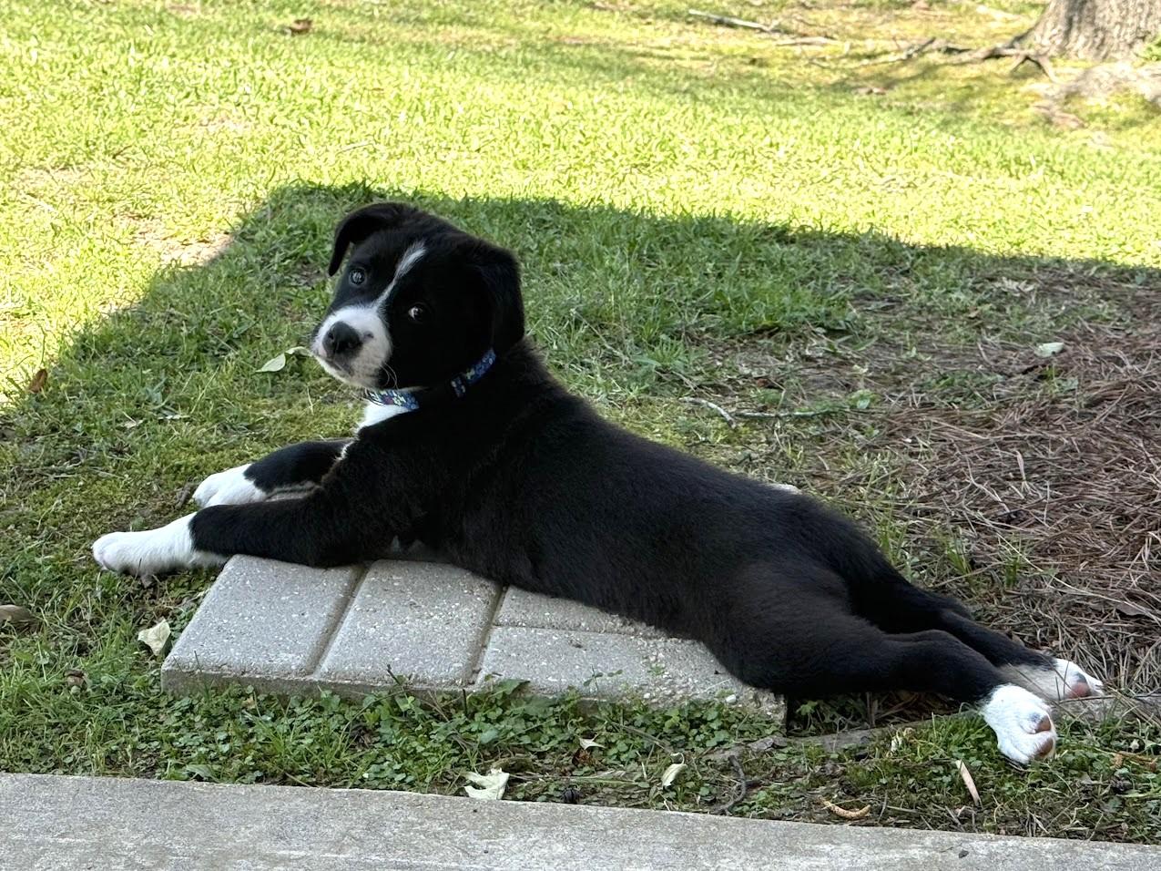 Jax, a Adoptable mixed breed in Valley Cottage, NY image 3/6