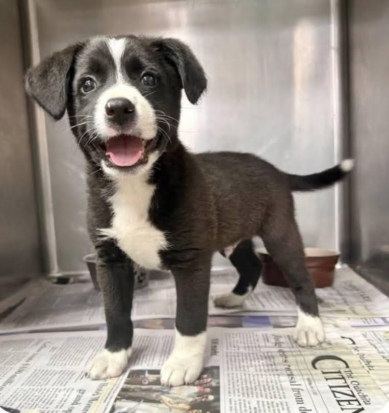 Jax, Adoptable, Puppy Male Border Collie & Australian Shepherd.