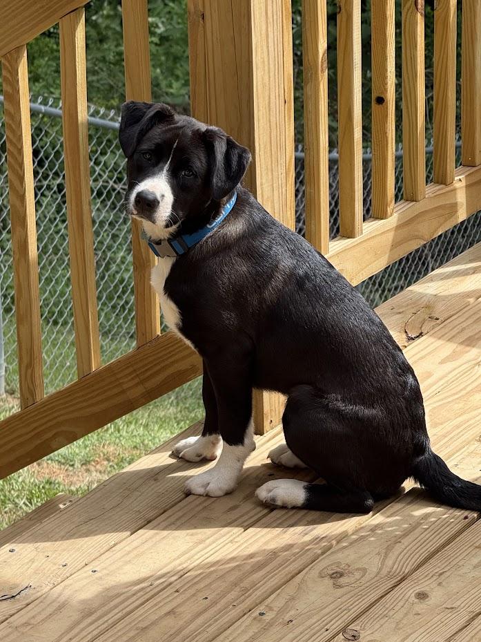 Enlarge Jax, a Adopted mixed breed in Valley Cottage, NY image 2/6