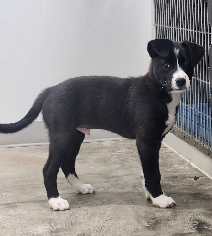 Jax, a Adoptable mixed breed in Valley Cottage, NY image 6/6