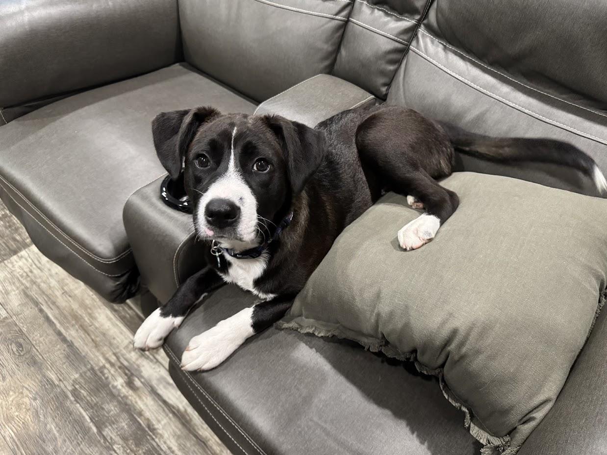 Enlarge Jax, a Adopted mixed breed in Valley Cottage, NY image 1/6