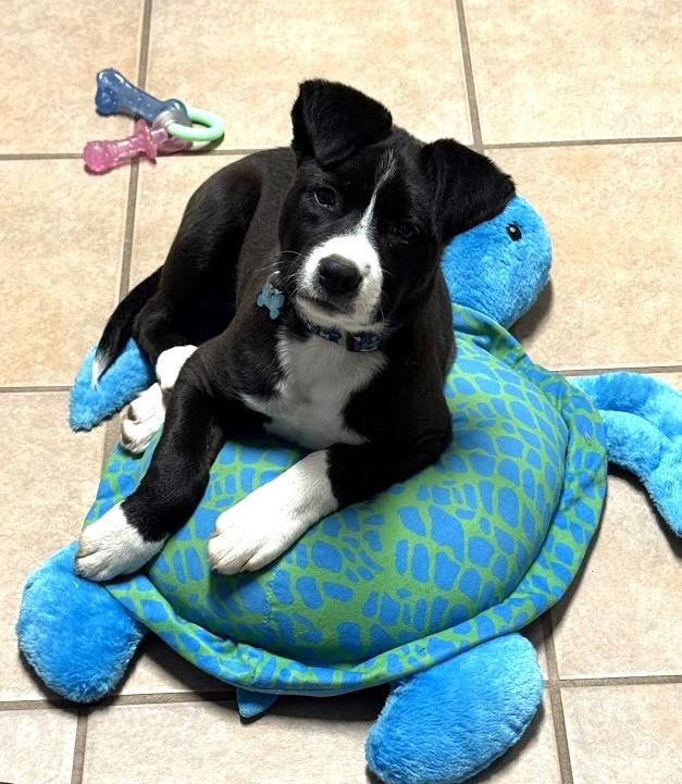 Jax, a Adoptable mixed breed in Valley Cottage, NY image 5/6