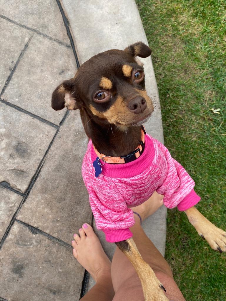 Enlarge Trixie, a Adoptable mixed breed in West Bloomfield, MI image 1/6