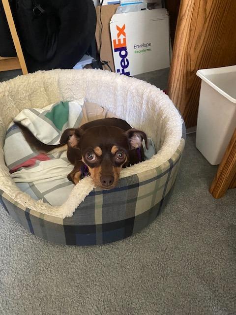 Enlarge Trixie, a Adoptable mixed breed in West Bloomfield, MI image 2/6