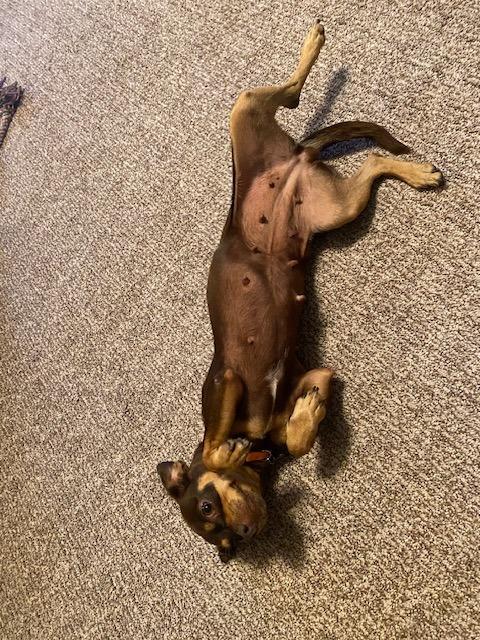 Enlarge Trixie, a Adoptable mixed breed in West Bloomfield, MI image 3/6