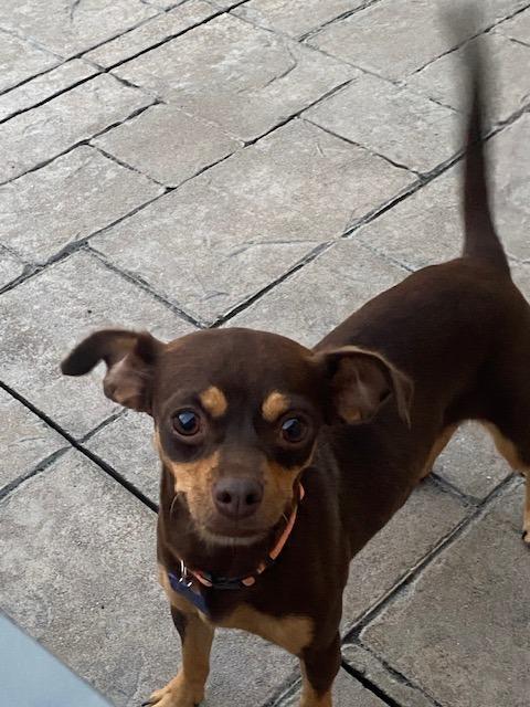 Enlarge Trixie, a Adoptable mixed breed in West Bloomfield, MI image 4/6