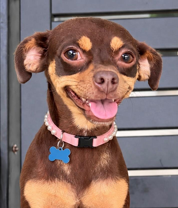 Enlarge Trixie, a Adoptable mixed breed in West Bloomfield, MI image 5/6
