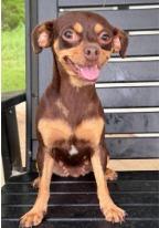 Enlarge Trixie, a Adoptable mixed breed in West Bloomfield, MI image 6/6