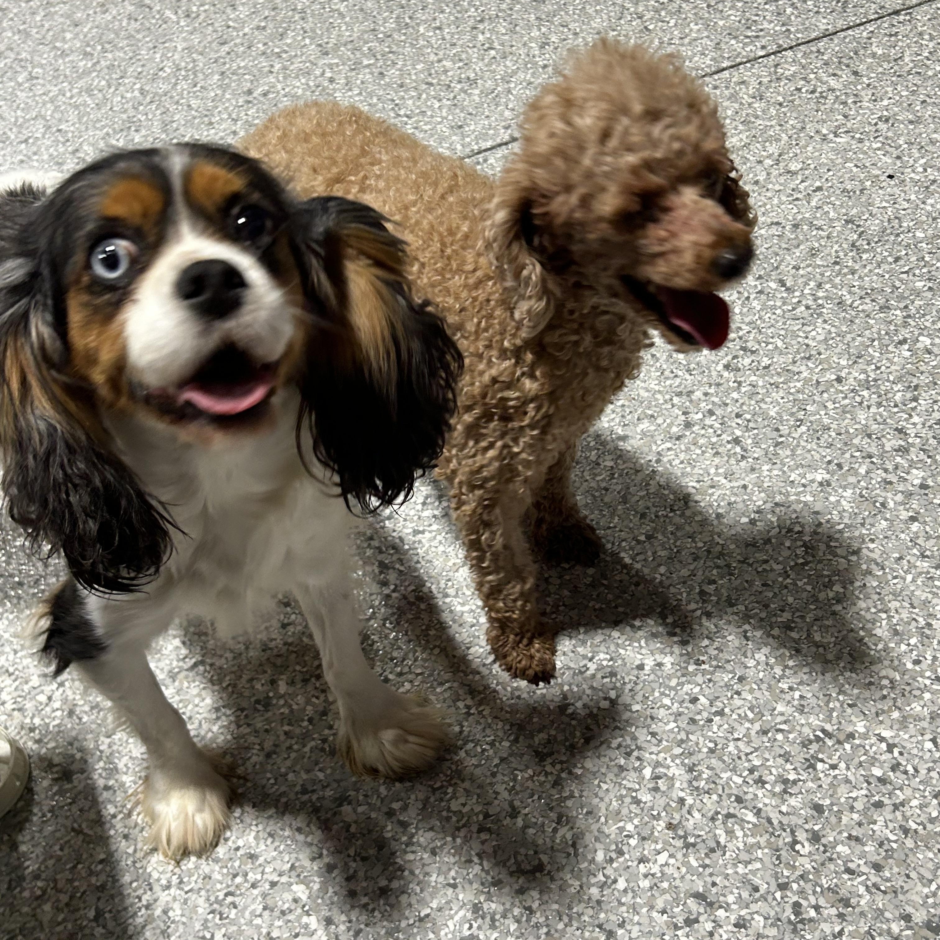 Enlarge Lilly 17 lbs, a Adoptable Cavalier King Charles Spaniel in Antwerp, OH image 4/5