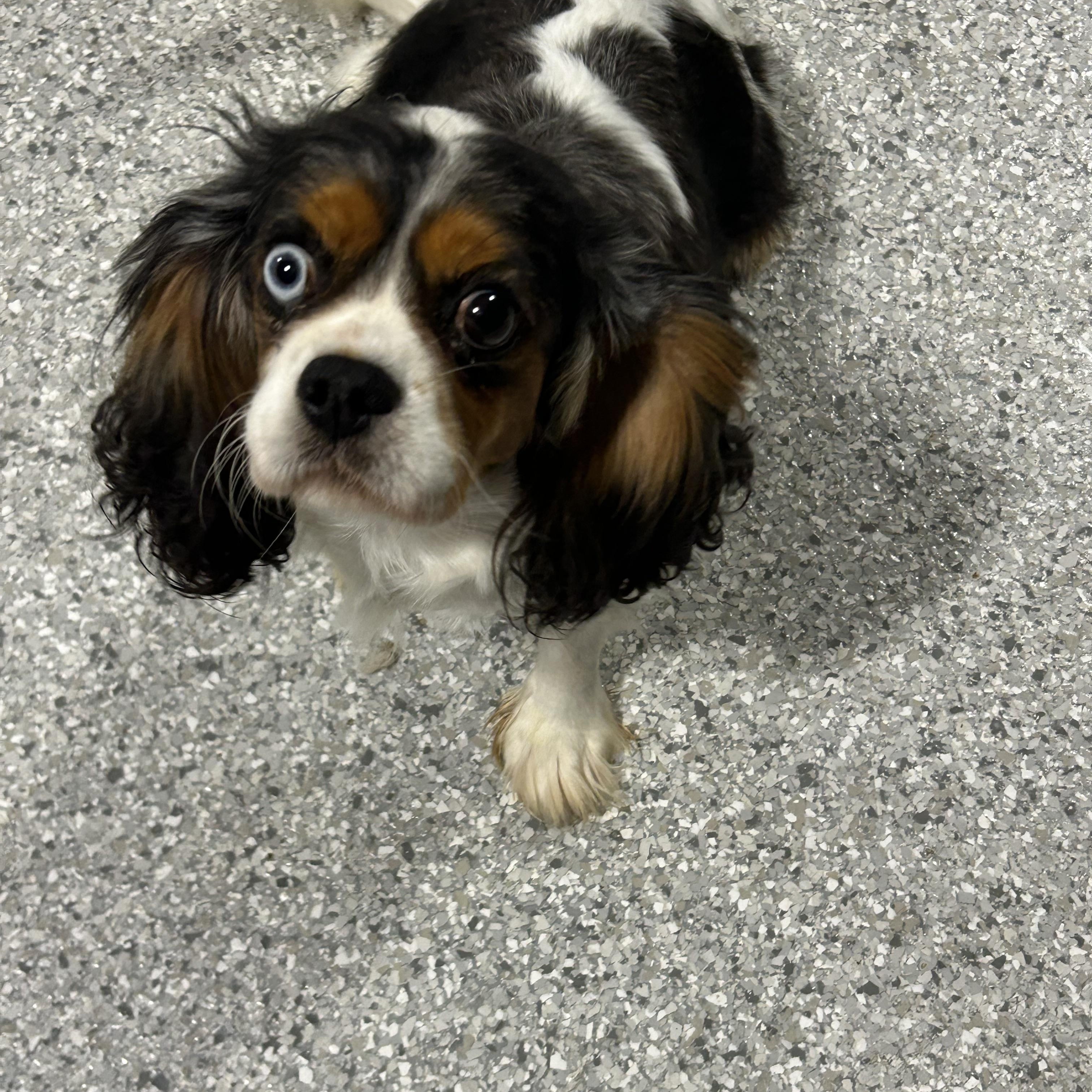 Enlarge Lilly 17 lbs, a Adoptable Cavalier King Charles Spaniel in Antwerp, OH image 1/5