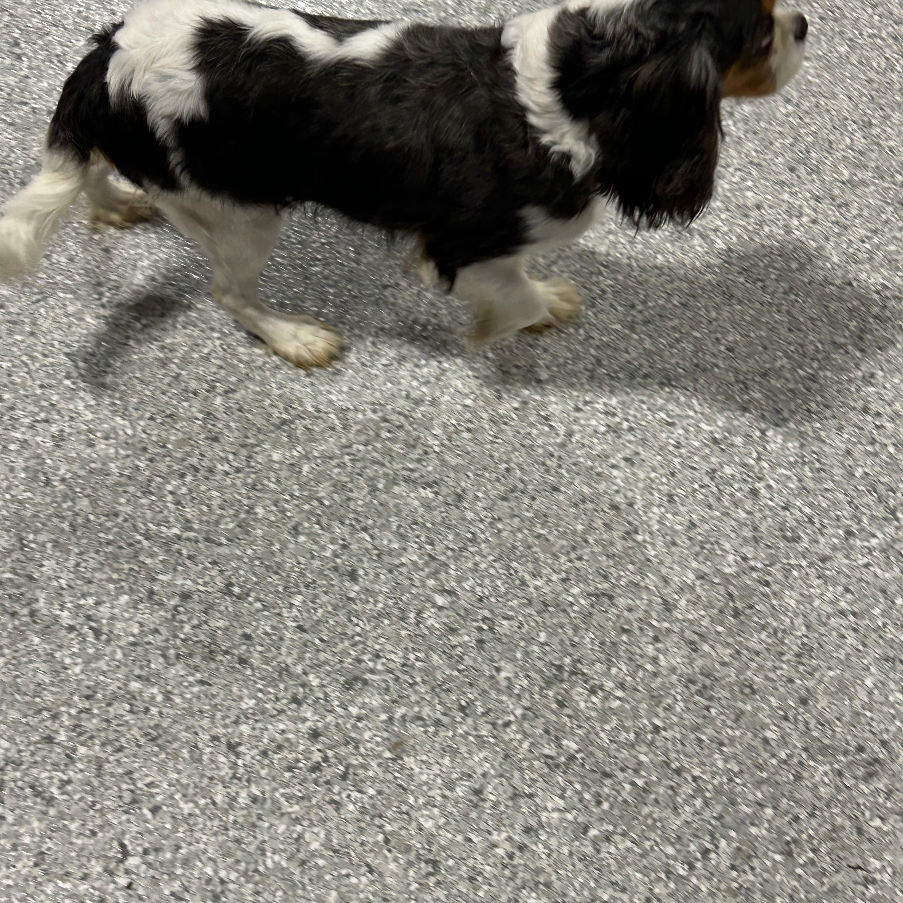 Enlarge Lilly 17 lbs, a Adoptable Cavalier King Charles Spaniel in Antwerp, OH image 3/5