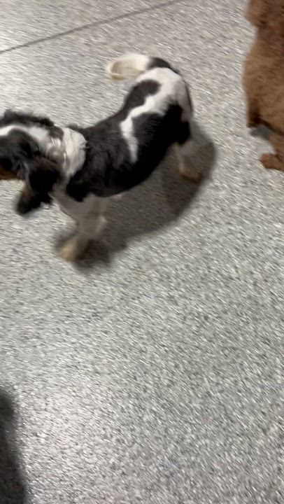 Enlarge Lilly 17 lbs, a Adoptable Cavalier King Charles Spaniel in Antwerp, OH video 5/5