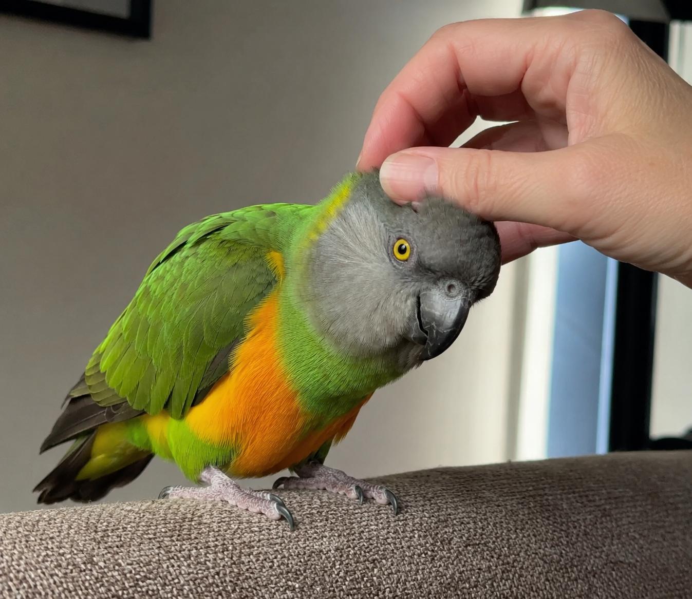 Enlarge Petey, a ADOPTABLE Poicephalus / Senegal in Branford, CT image 1/1