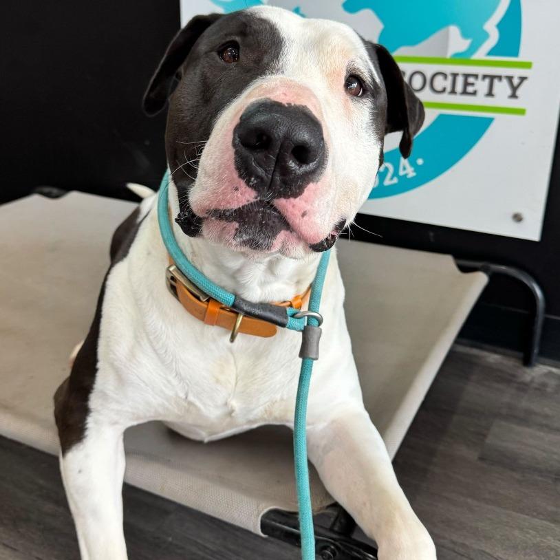 Enlarge Macho Man, a Adoptable Bull Terrier in Louisville, KY image 2/6