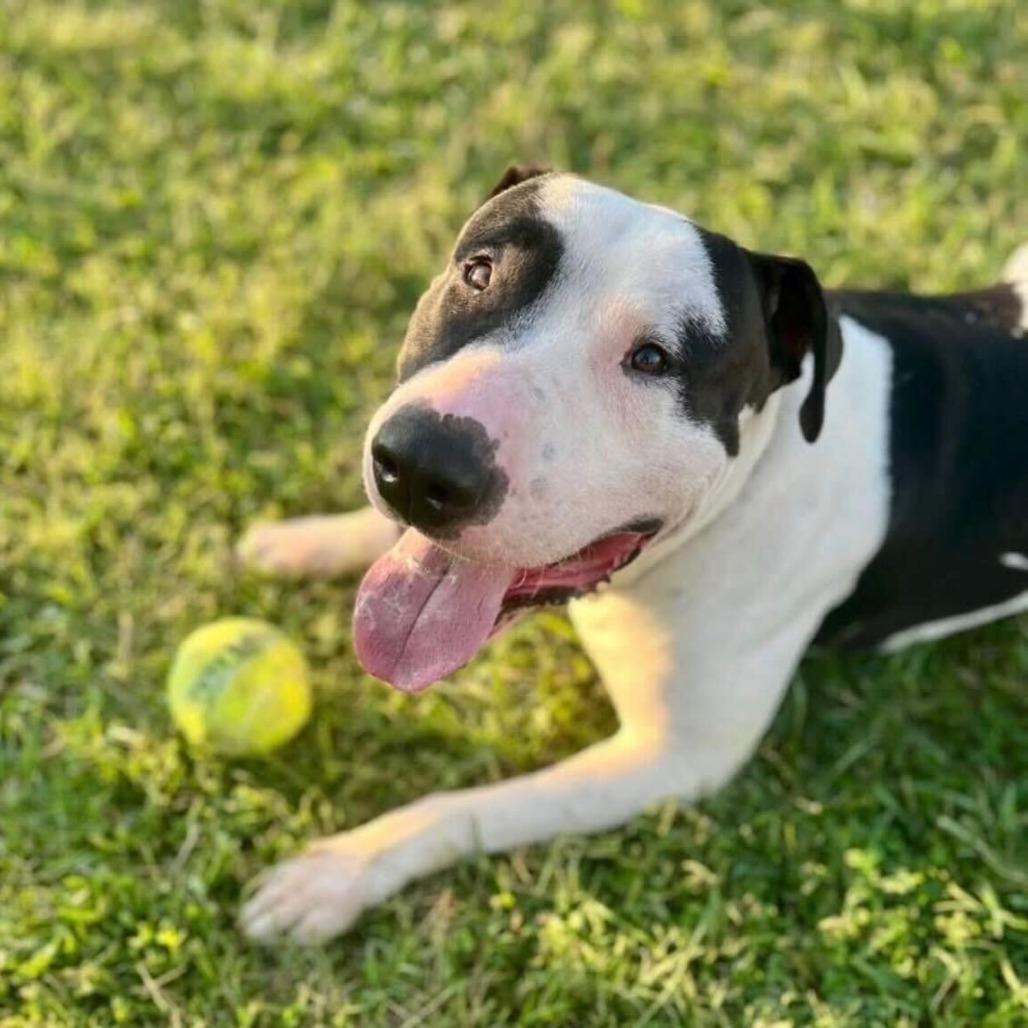 Enlarge Macho Man, a Adoptable Bull Terrier in Louisville, KY image 3/6