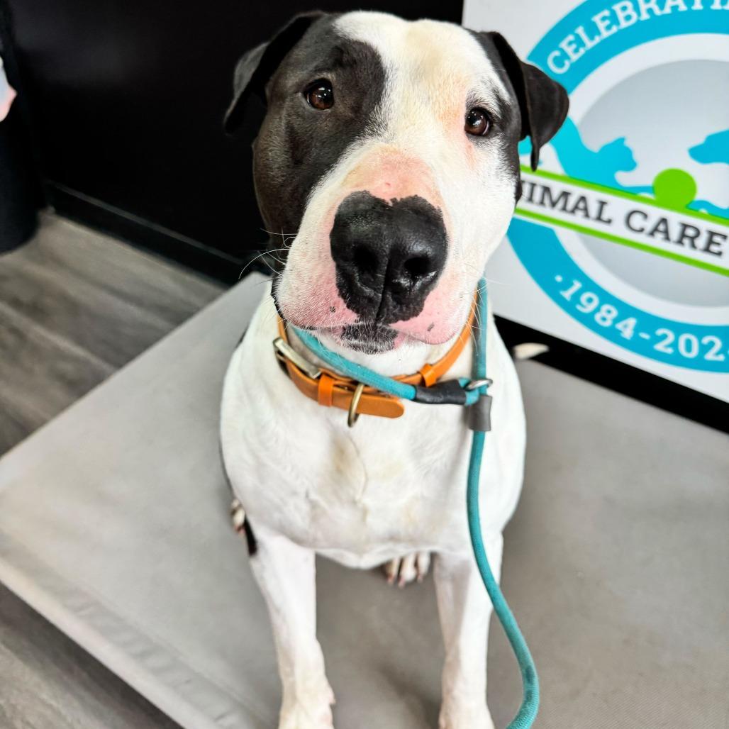 Enlarge Macho Man, a Adoptable Bull Terrier in Louisville, KY image 4/6